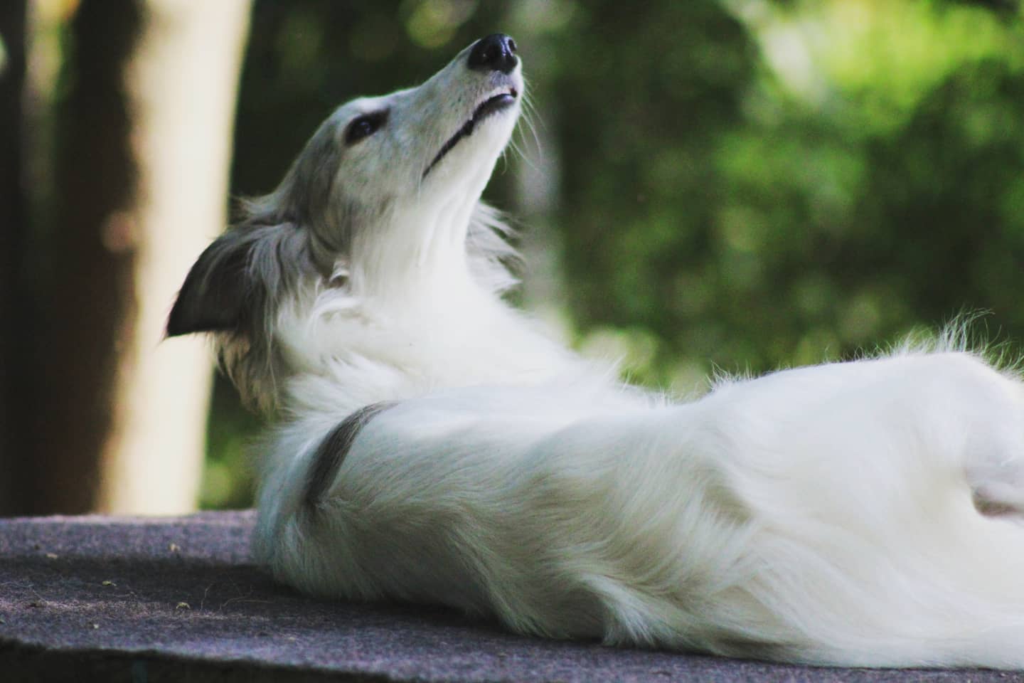 IMG_20200923_165331_744